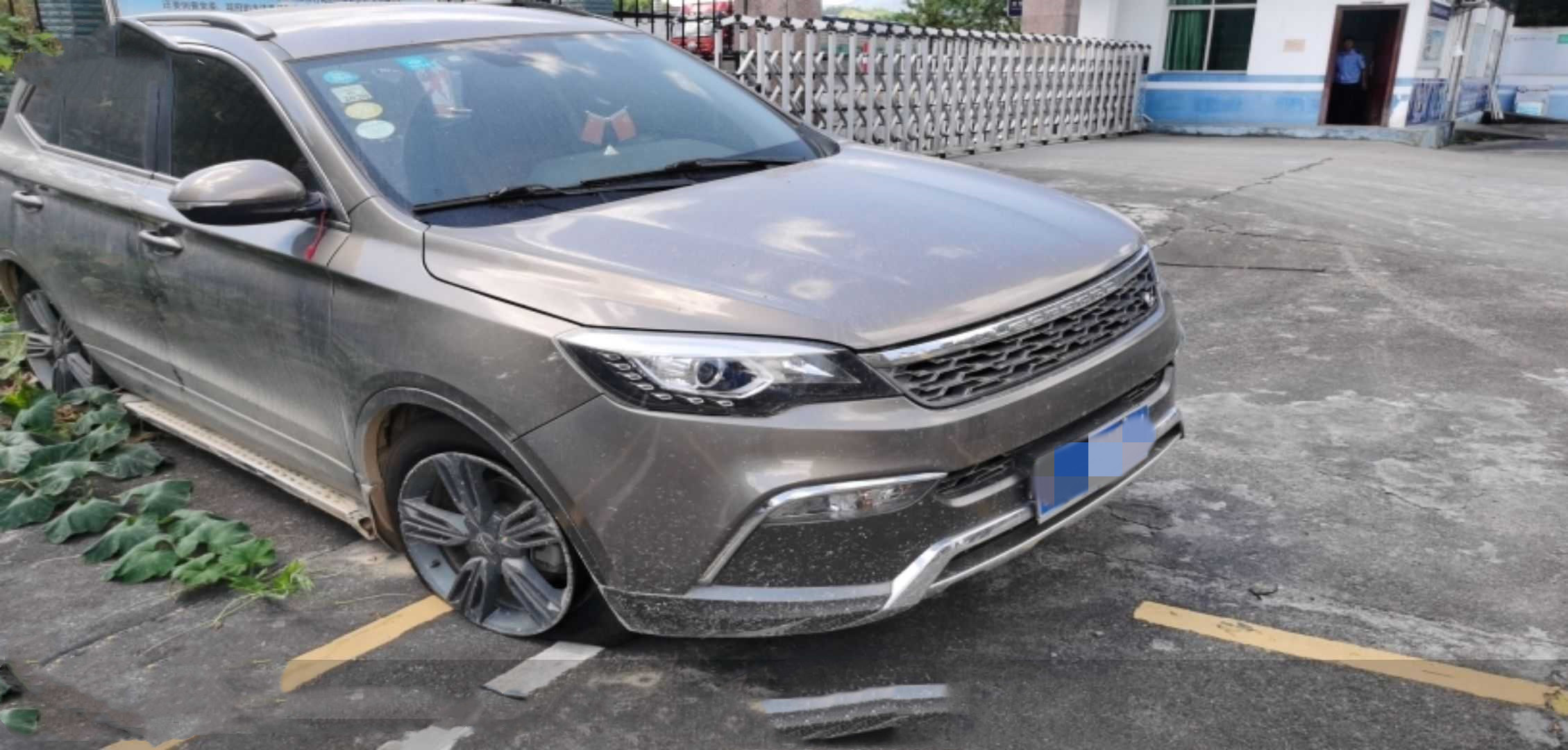 样照