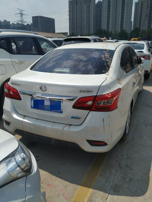 样照